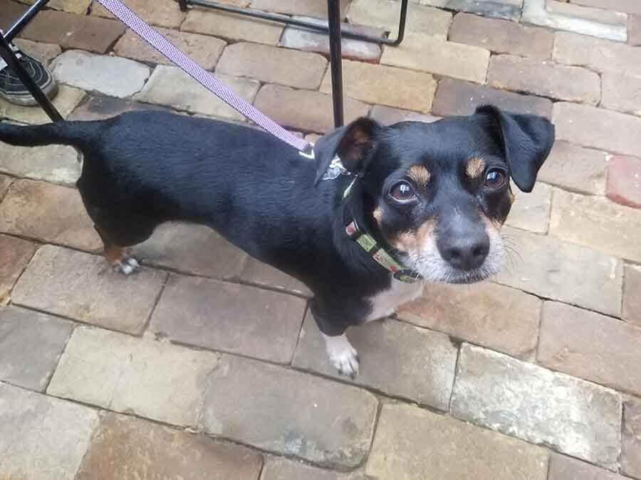 Dog friendly patio